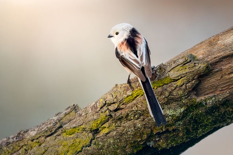 bird, wildlife, animal Aegithalos caudatusphoto preview