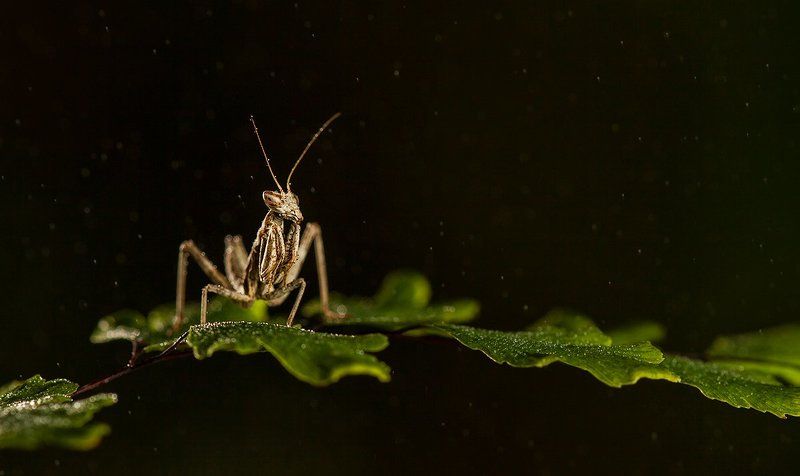 «Думы мои - сумерки».photo preview