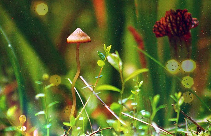 макро,росянка, -photo preview