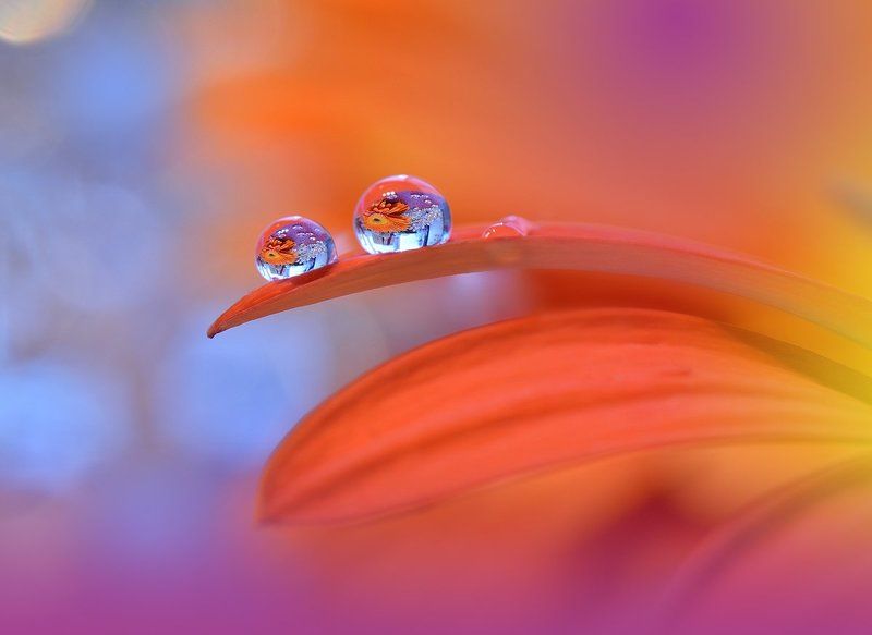Close-up, Drop, Flower, Macro, Nikon, Reflection, Water Sunbeam...photo preview
