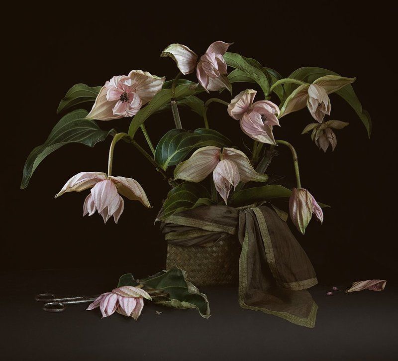 Магнифика...photo preview