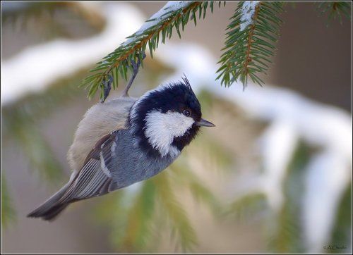 Московочки )