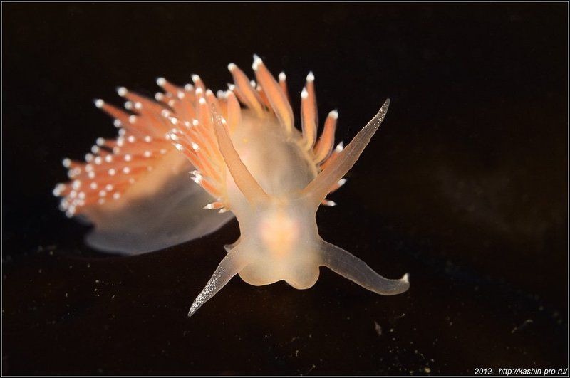 голожаберники, корифелла, пласида Голожаберники корифелла и пласидаphoto preview