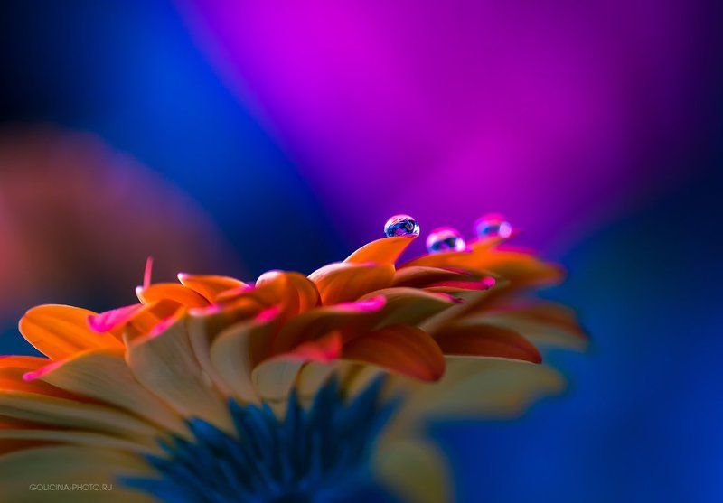 Гербера, Капли Сегодня 37photo preview