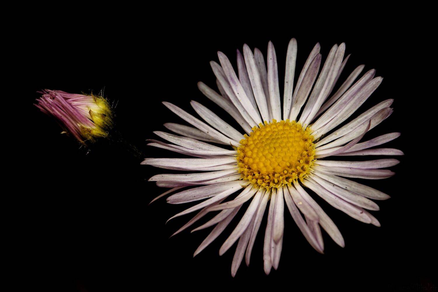 Автор: Jozef Mihalčin , Jozef Mihalčin