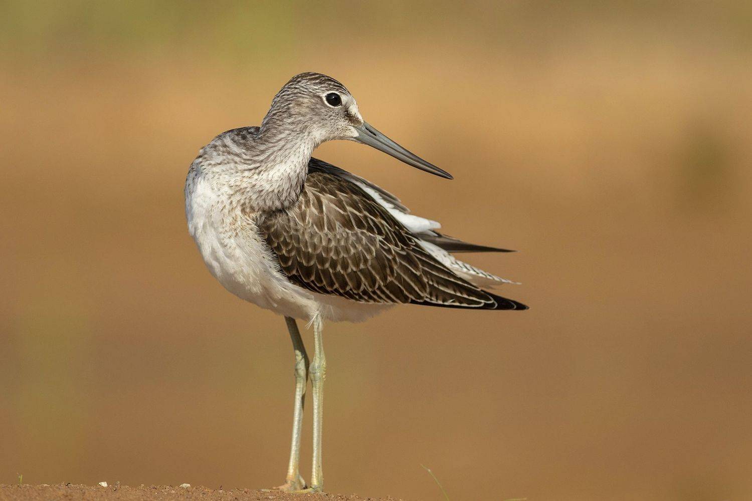 большой улит, кулик, птица, желтый, birds,, Павел Краснослободцев