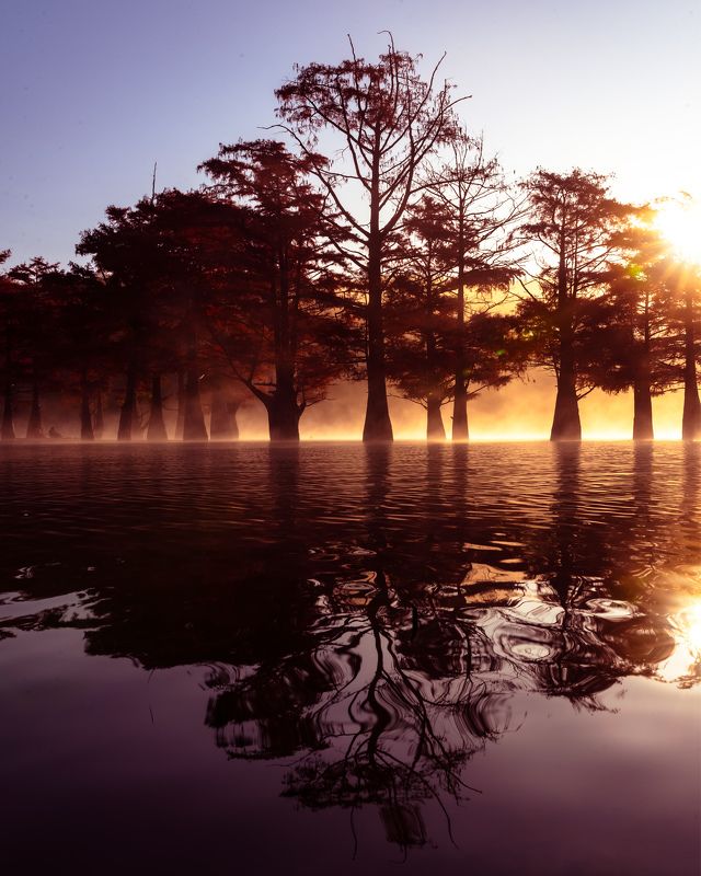 Кипарисовый рассветphoto preview