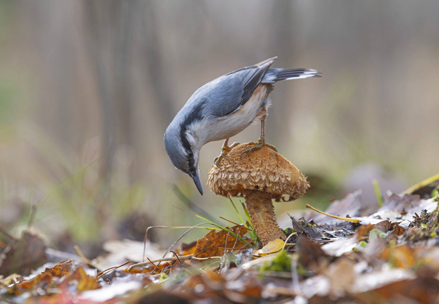 гриб,природа, осень,лес,поползень, Андрей Киселёв