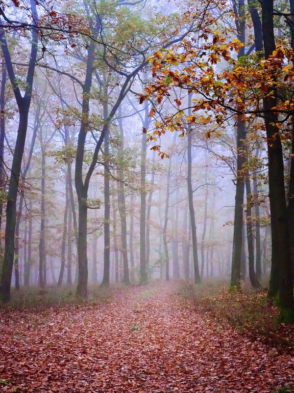 Misty forest 3photo preview