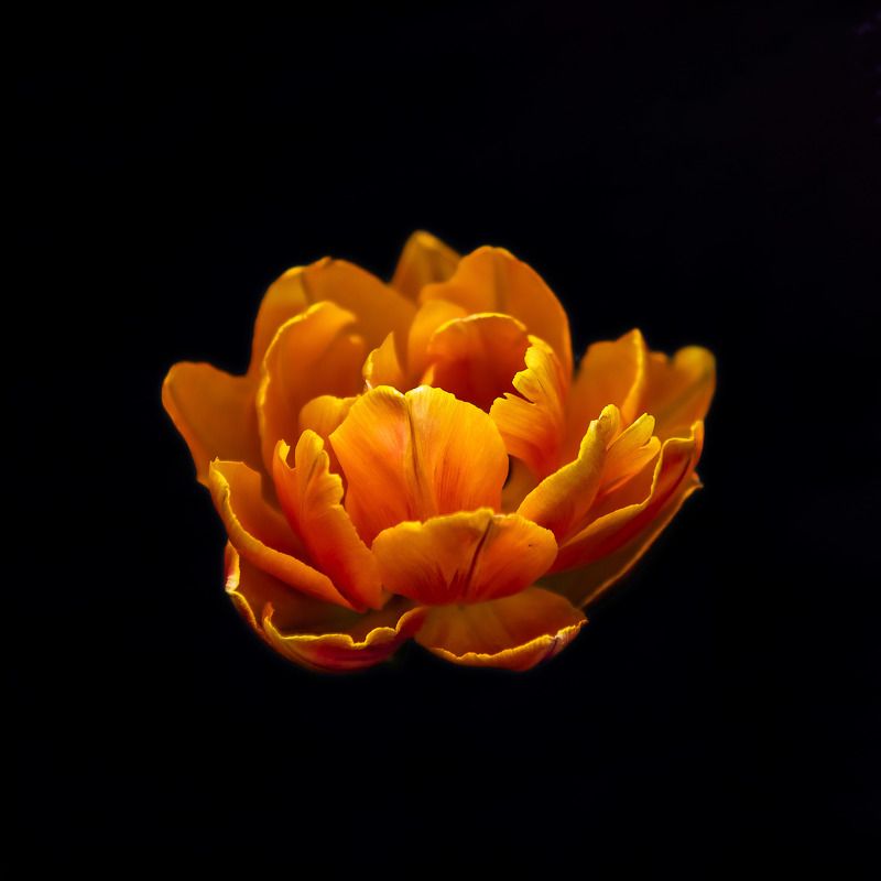 цветы, натюрморт, тюльпан тюльпанphoto preview