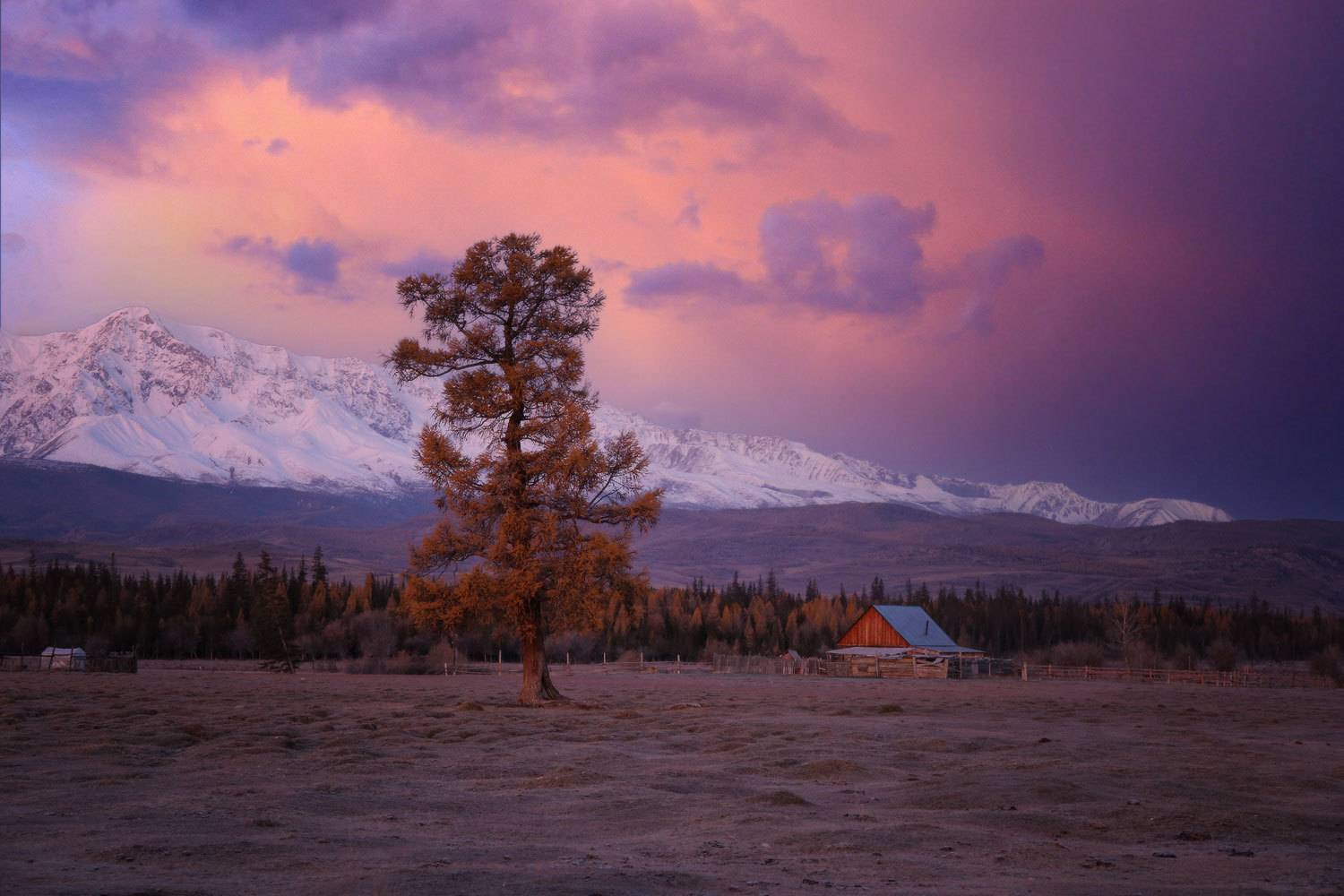 курай, курайская степь, алтай, горный алтай, республика алтай, рассвет, горы, Галина Хвостенко