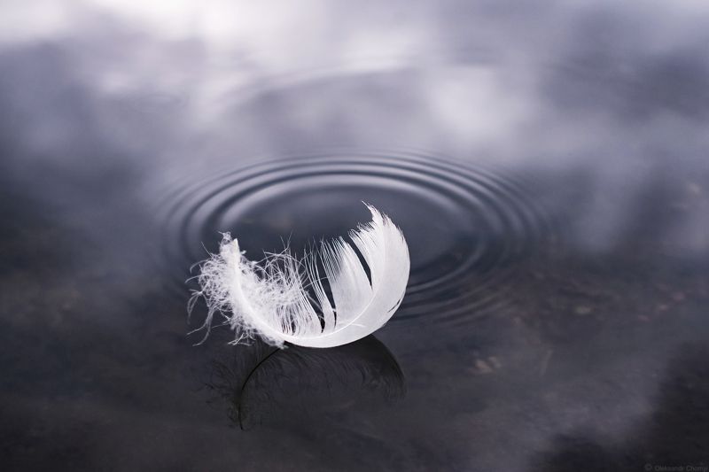 пёрышко, тишина, гармония, блаженство, легкость, умиротворение, прикосновение, нежность, макро красота, прозрачность, жизнь, вода, трогательно, хрупкость, отражение, любовь, \