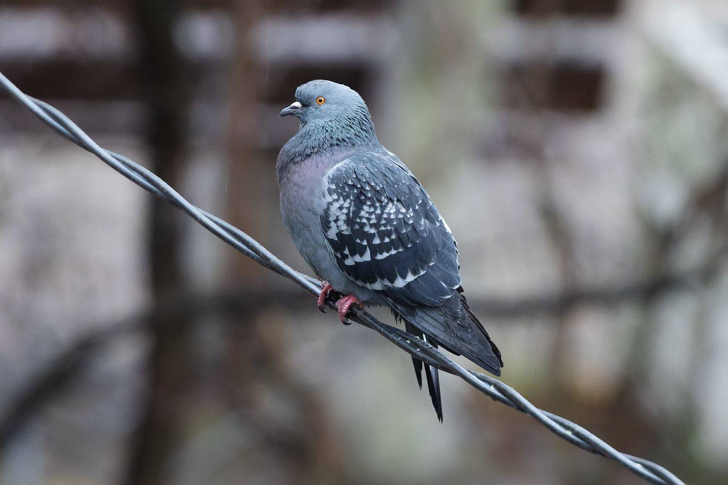 , Александр Шипиленко