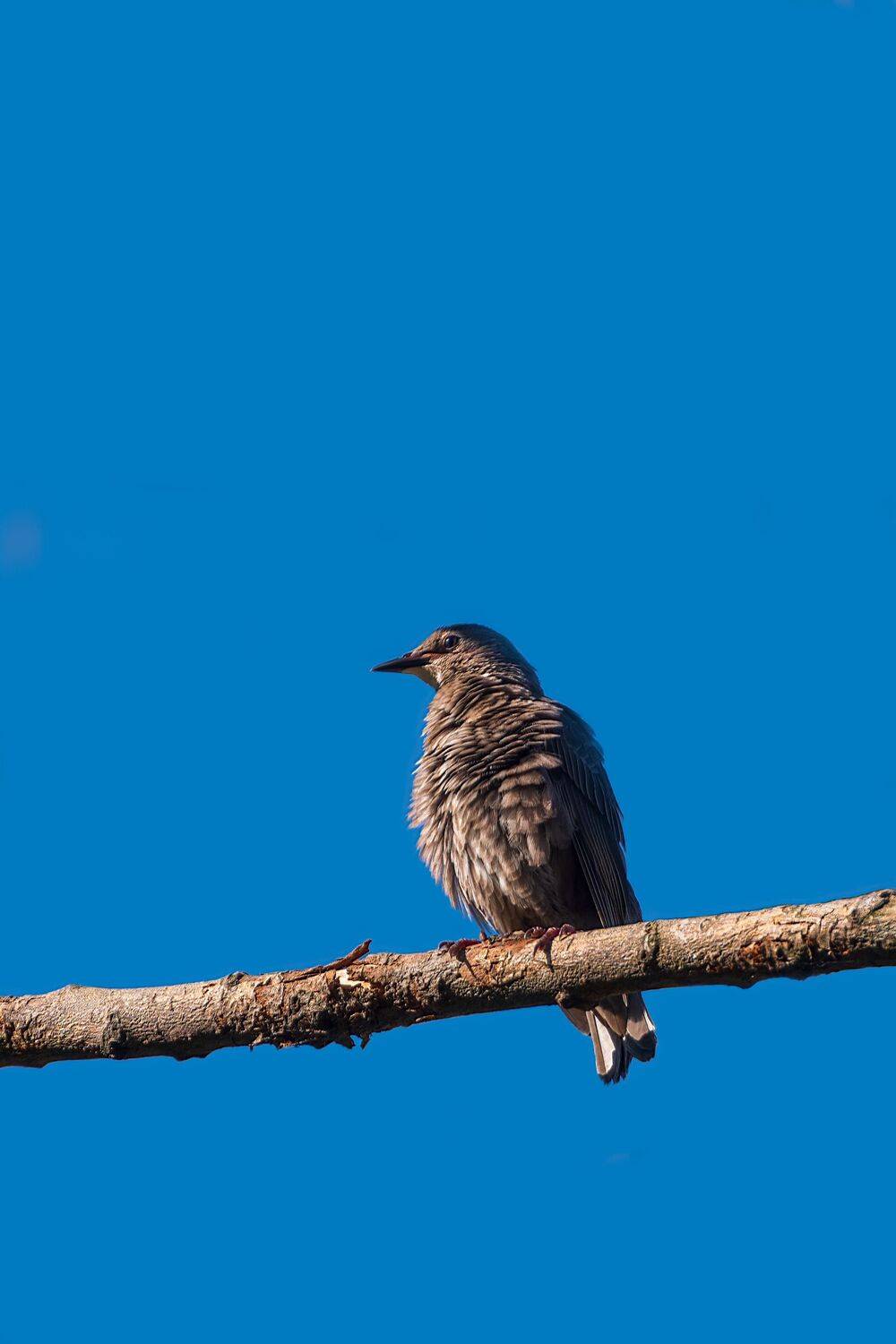 Прохладный день. Автор: Алексей Рыльский скворец обыкновенный, Алексей Рыльский