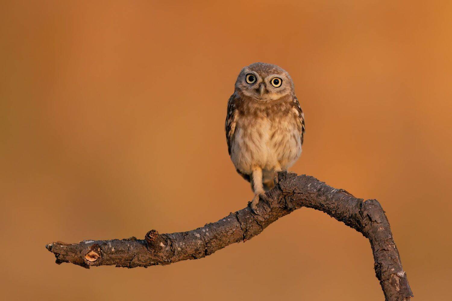 , Фруман Евгений