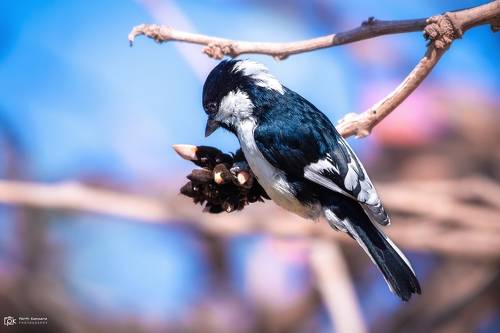 White-naped Tit (Machlolophus nuchalis)