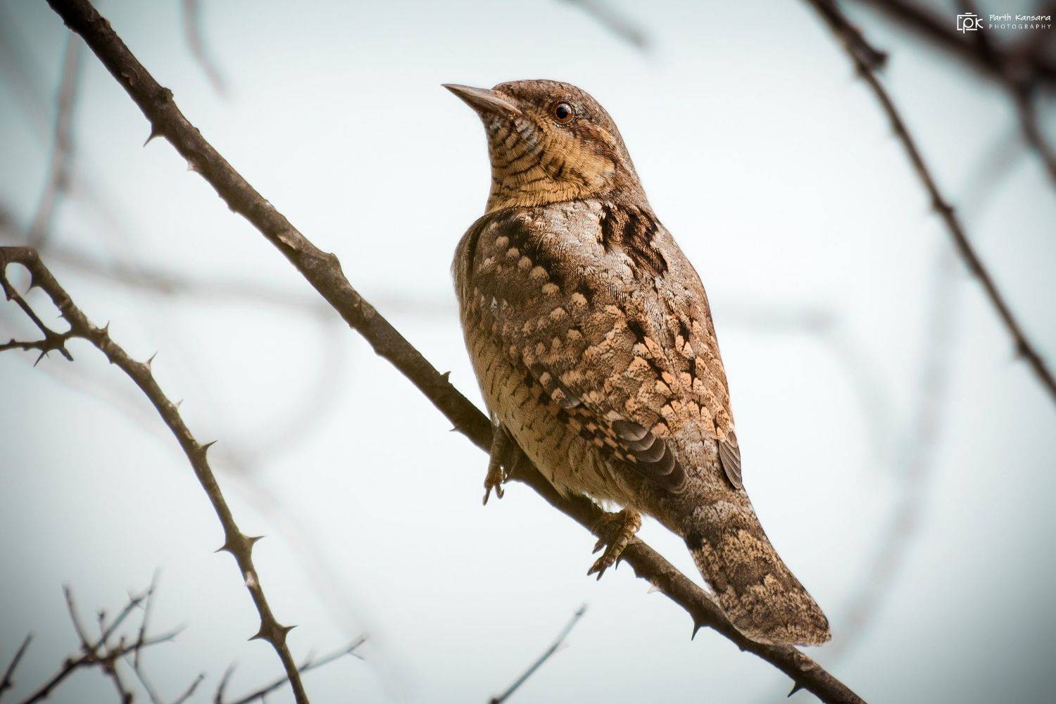 eurasian wryneck, jynx torquilla, grk, greater rann of kutch, nature, 35awards, 35photo, wildlife, birds, birds of india, parth kansara, parth kansara wildlife, indian wildlife, photo, photography, kutch, birds of kutch, nakhatrana, kutch wildlife,, parth kansara