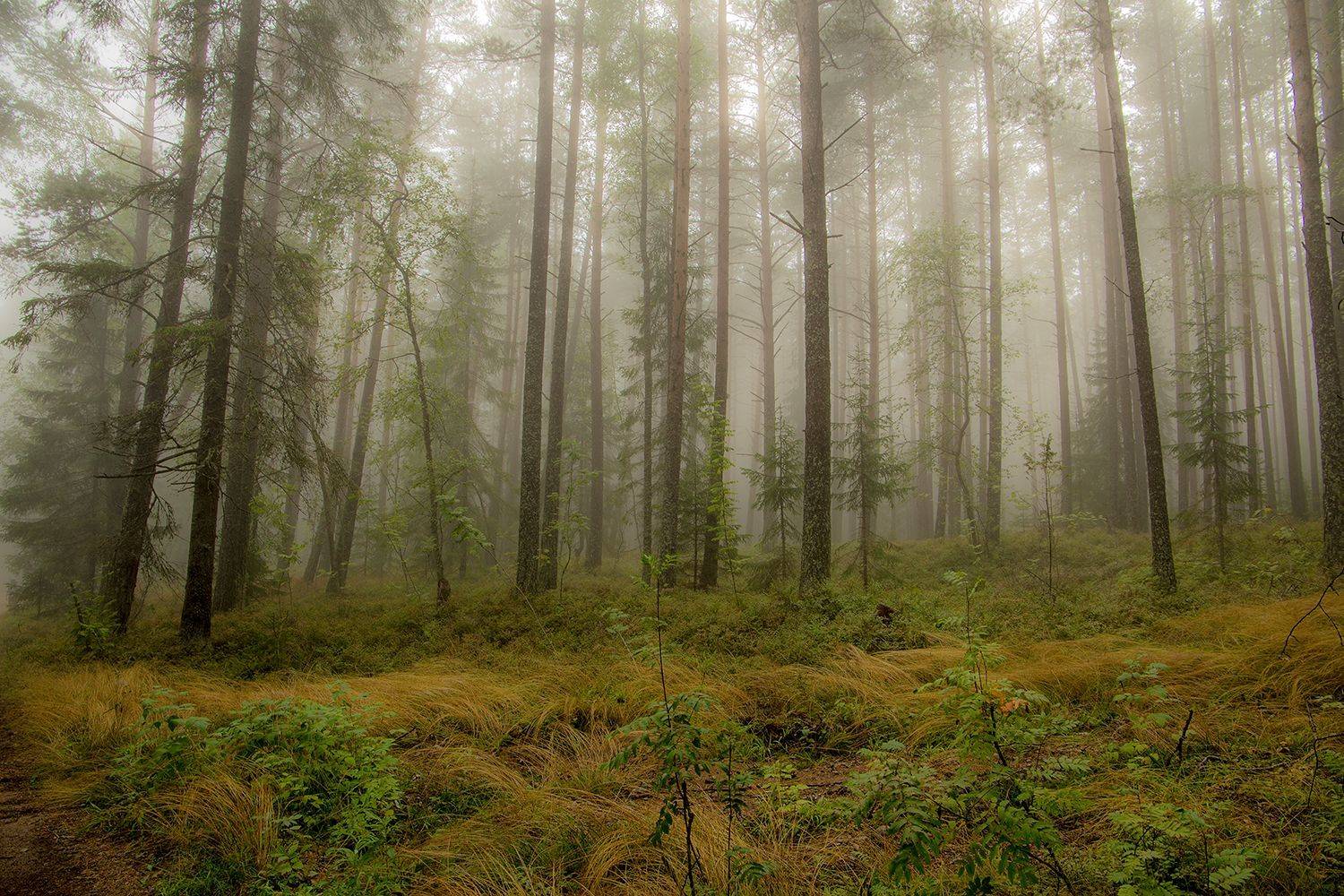 Туман. Автор: Денисов Игорь осень,ладога,туман, Денисов Игорь