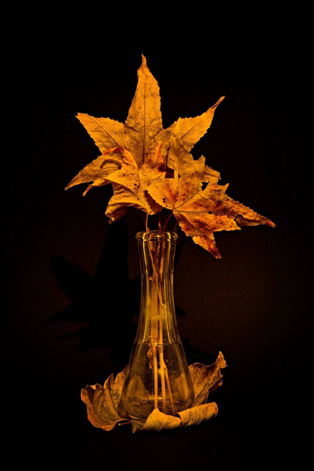 Осенний натюрморт. Автор: Dr Didi Baev autumn, black, color, colors, color image, leaf, leaves, nature, photograph, photography, still life, vase,, Dr Didi Baev