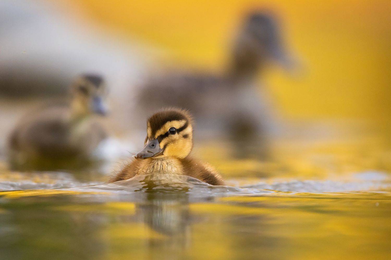 Ducklling. Автор: Robert Adamec , Robert Adamec