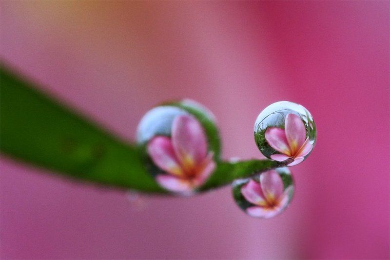 Dewphoto preview