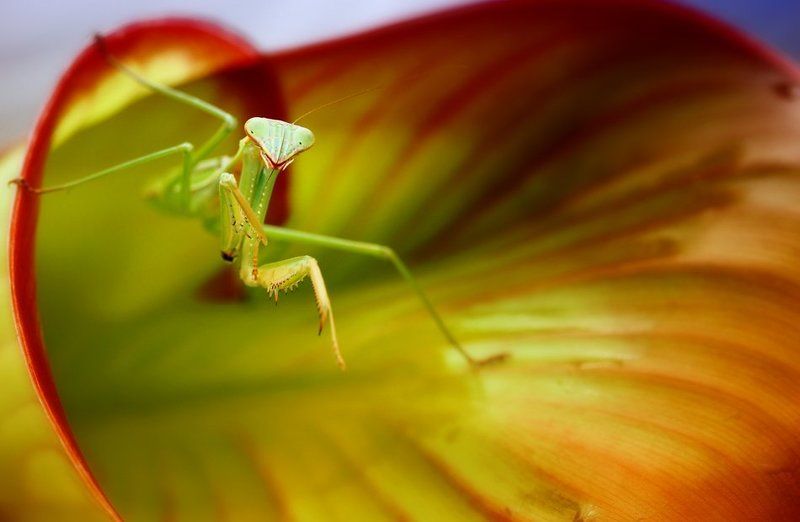 Mantisphoto preview