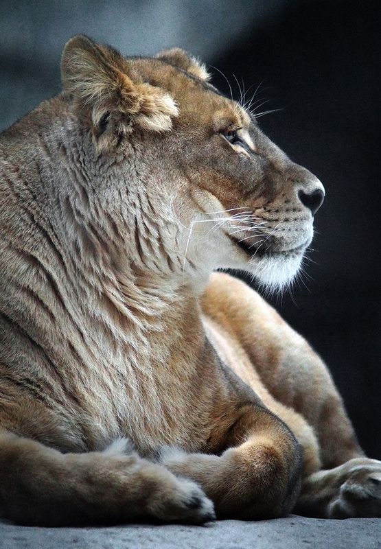 Львицаphoto preview