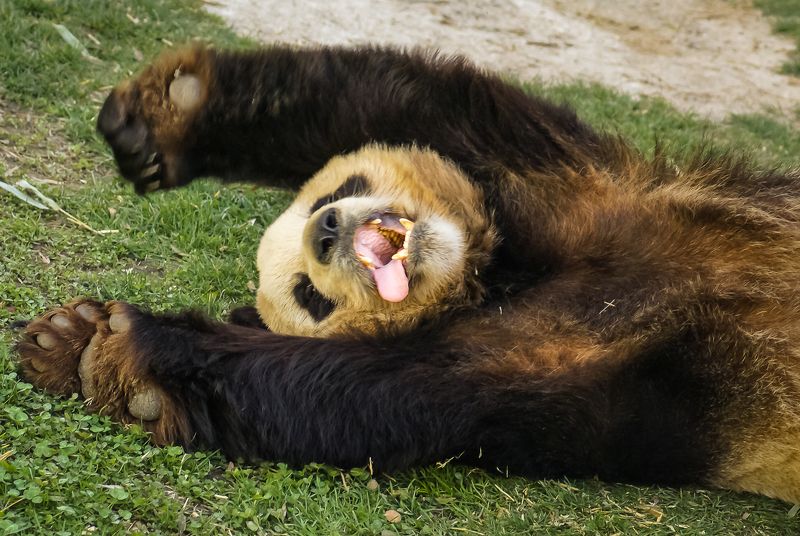 Сдаюсь!photo preview