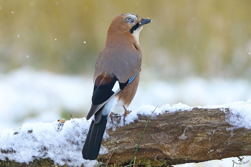 Сойкаphoto preview