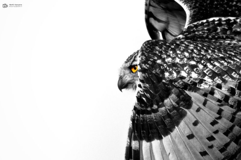 rock eagle-owl, bubo bengalensis, grk, greater rann of kutch, nature, 35awards, 35photo, wildlife, birds, birds of india, parth kansara, parth kansara wildlife, indian wildlife, photo, photography, kutch, birds of kutch, nakhatrana, kutch wildlife, Rock Eagle-Owl / Indian Eagle-Owl (Bubo bengalensis)photo preview