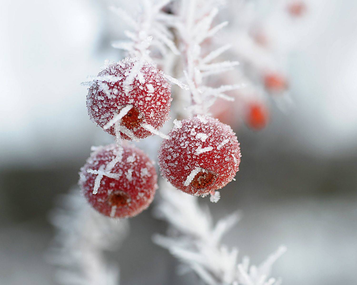 Мороз.... Автор: Александр Степочкин , Александр Степочкин