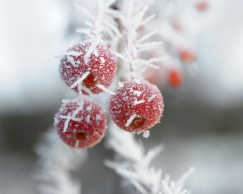 Мороз...photo preview