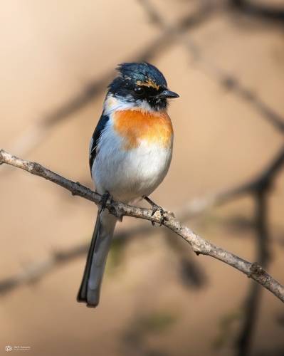White-bellied Minivet (Pericrocotus erythropygius)