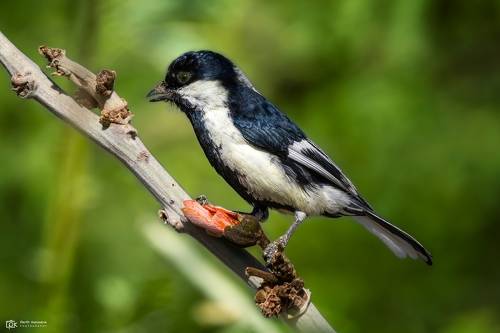 White-naped Tit / White-winged Tit (Machlolophus nuchalis)