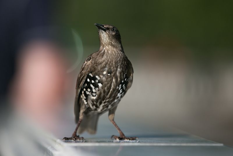 птицы в городе, дрозд Птицъ гордый. Дроздphoto preview