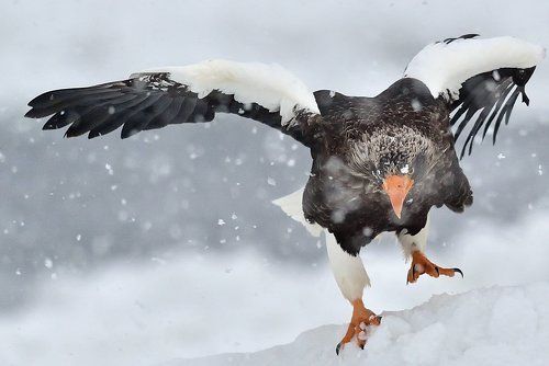 gaze and snow