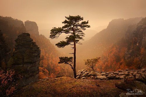 Pine and ...