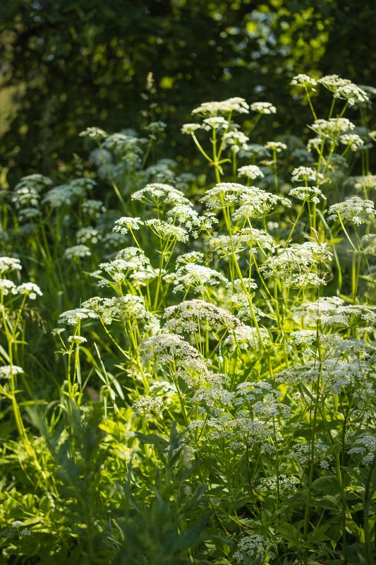 сныть, солнце, лето Солнечная снытьphoto preview