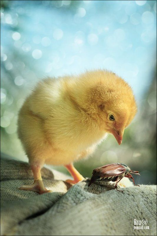 цыпа, жук Странный зверь жук.photo preview