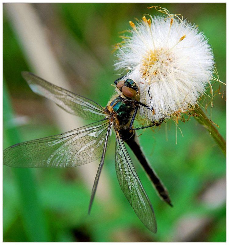 стрекоза, макро, цветок Красоткаphoto preview