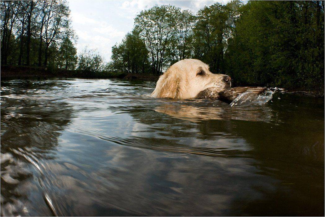 Охотница. Автор: Сергей Шанин , Сергей Шанин
