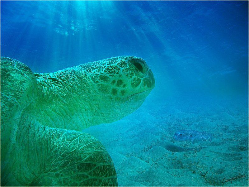 красное море , египет, черепаха Портфолио для знакомой черепахи) 2photo preview