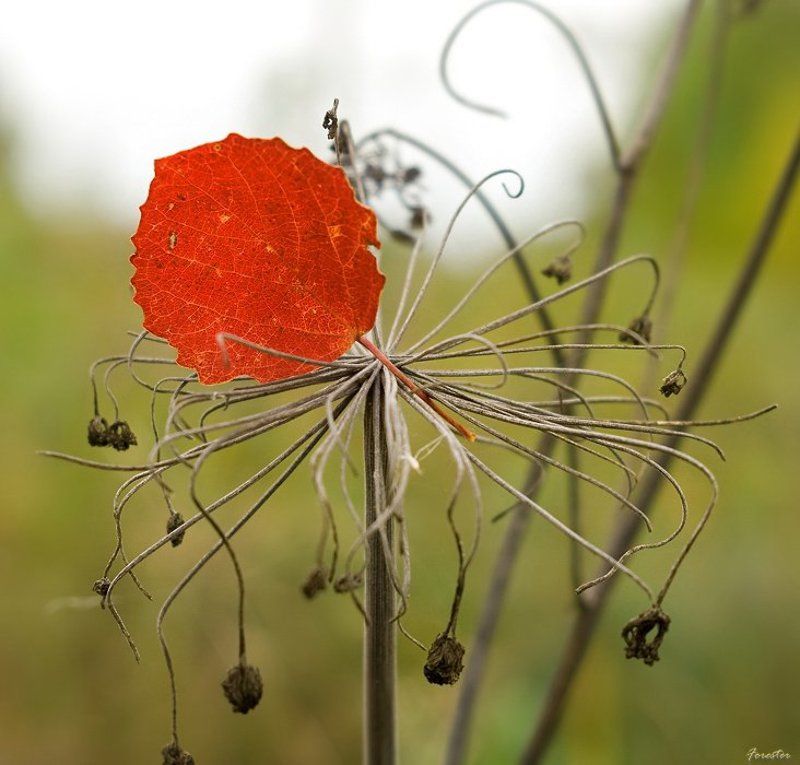 струны, природа Струныphoto preview