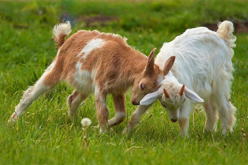 Нежное столкновение.photo preview