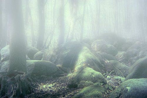 Утро волшебного леса