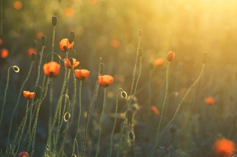 Маков цветphoto preview