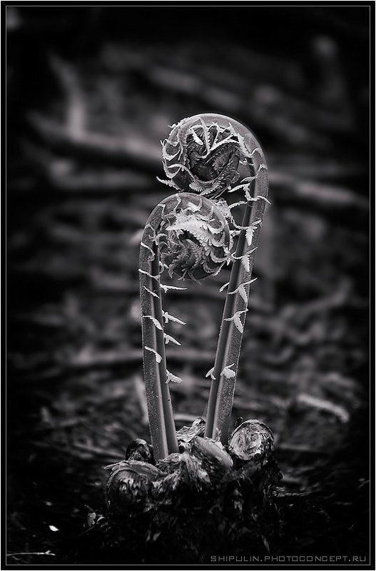 папоротник,папоротники Вместеphoto preview