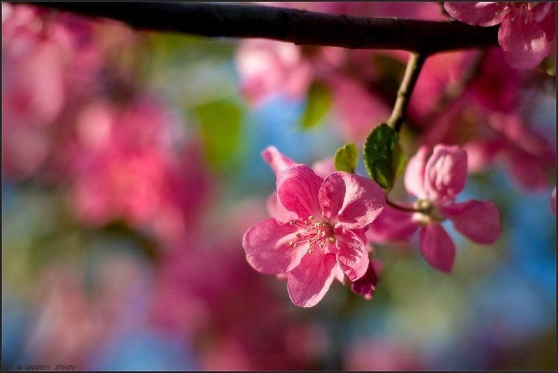 природа Яблоневый цветphoto preview