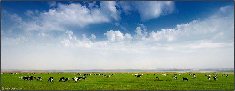 кузбасс, коровы, небо, пастораль, аня графова Пасторальphoto preview