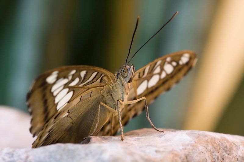 бабчока, макро, дом бабочек Бабикаphoto preview